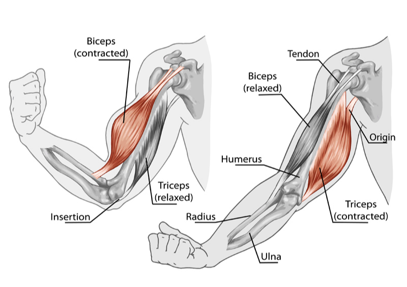 Imagen de biceps y triceps en tensión